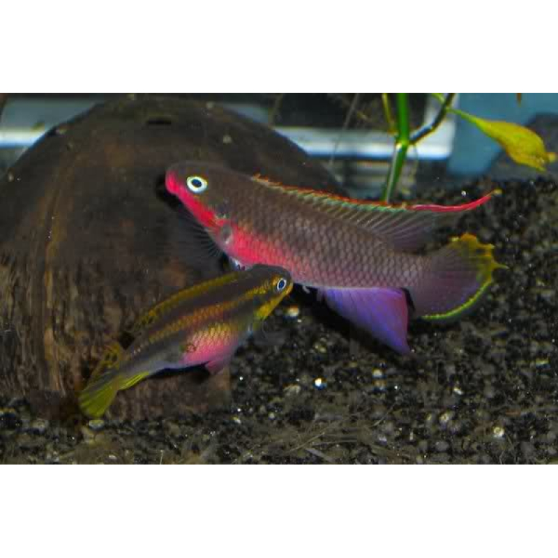 Pelvicachromis Taeniatus Nigeria red 5,5-6cm